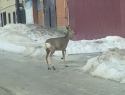 Бегущую по улице Борисоглебска косулю сняли на видео