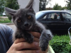 «Блокноту Борисоглебска» выразили благодарность за участие в спасении котенка
