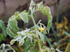 Борисоглебским садоводам на заметку: как уберечь растения от заморозков