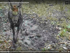 «Разрешение на съемку есть?»: в Хоперском заповеднике олень рогами сбил фотоловушку