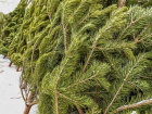 Торговля  новогодними деревьями началась в Борисоглебске