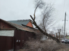 В Борисоглебске на здание  падает аварийное дерево