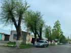 В Борисоглебске продолжается «омолаживающая» обрезка деревьев