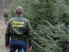 В майские праздники в Борисоглебске проходит ежедневное патрулирование лесных массивов