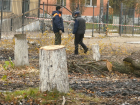 Почему возле Борисоглебской районной больницы  пилят деревья