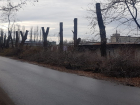 Скелеты уничтоженных деревьев «украсили» Северный микрорайон Борисоглебска 