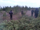 Рано,говорите? В лесничествах Воронежской области началась незаконная  рубка новогодних деревьев