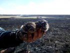 Ушастых погорельцев из пожара спасли в Воронежской области