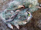 В Новохоперском районе  из сетей браконьеров изъяли  36 кг рыбы