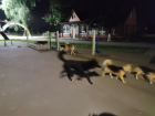 Российские города заполонили бродячие собаки: Борисоглебск- не исключение