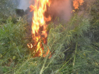 Заросли конопли сожгли в селе Макашевка Борисоглебского округа 