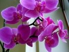 Борисоглебским садоводам на заметку: как ухаживать за орхидеями
