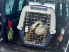 Зайца и лебедя спасли из плохого зоопарка и привезли в  Воронежскую область 