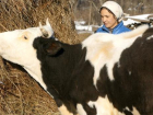 Как «многодетная» корова Марта удивила всю Воронежскую область
