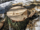 Два жителя села Чигорак Борисоглебского района попались на незаконной рубке деревьев