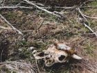 «Кладбище домашних животных» в Воронежской области попало в прицел Росприроднадзора