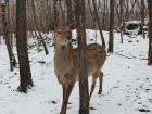 В Хоперском заповеднике браконьеры убили самку пятнистого оленя