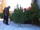 В Борисоглебске подорожали новогодние елки