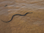 На одном из "диких" пляжей Борисоглебска отдыхающие убили палкой змею