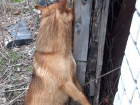 «Самую добрую собаку на свете» жестоко убили в Воронежской области 