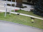 Нападение собаки на ребенка в центре Терновки прокомментировал глава районной администрации