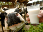 Борисоглебский округ  не попал в рекордсмены  по надоям  молока