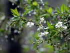 9 мая в Воронежской области ожидаются грозовые дожди