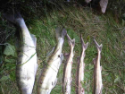 Браконьера с краснокнижной рыбой  задержали в Воронежской области 