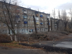 «Пустотелые и аварийные»: администрация Борисоглебска пояснила причина варварской обрезки деревьев 