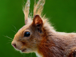 Жителям Воронежской области рассказали, как поддержать белочку зимой