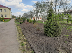 Поворинский район ко Дню Победы и юбилею города зазеленел молодыми деревьями
