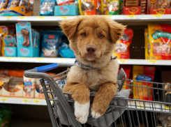 С собакой – нельзя: новые требования для владельцев домашних животных ввели в Воронежской области