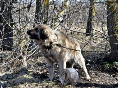 В Чигораке местные жители и зоозащитники спасли привязанную к дереву кавказскую овчарку