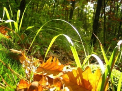 Синоптики рассказали, каким будет остаток лета в Воронежской области