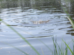 В Терновском пруду утонул 42-летний мужчина