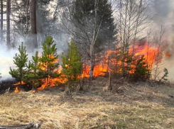 Очередной пожар в Воронежском заповеднике уничтожил площадь в 2,8 га