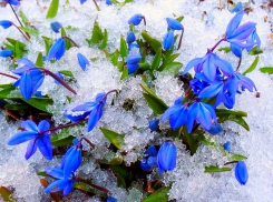 В Воронежской области стартовала экологическая акция «Первоцвет»