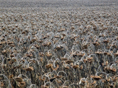 Пропавшую 9 ноября пенсионерку из пгт Грибановский нашли мертвой