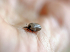 Когда в Воронежской области проснутся комары и клещи, рассказали специалисты
