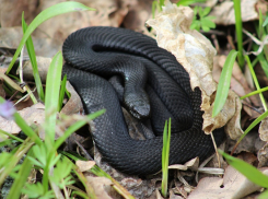 Всю правду о гадюке Никольского рассказали специалисты Хоперского заповедника