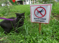 С собаками на улицы столицы Воронежской области больше нельзя