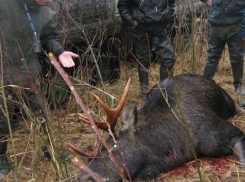 В Воронежской области за первые две недели нового года выявлено 56 нарушений правил охоты