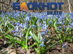 Мобкор «Блокнота» прогулялся по весенним улицам Борисоглебска и нашел там не подснежники