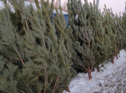Где купить натуральную новогоднюю елку в Борисоглебске, рассказали в администрации