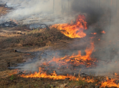В восьми районах Воронежской области зафиксировали первые ландшафтные пожары