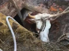 Спасение коровы из затопленного погреба в Калаче сняли на видео