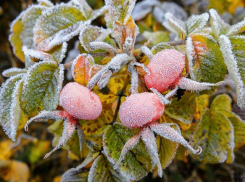 В Борисоглебске ожидаются первые осенние заморозки 