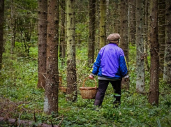 Грибники заблудились сразу в нескольких районах Воронежской области  