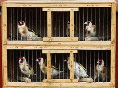 Воронежские зоозащитники выступили против продажи птиц на Благовещение