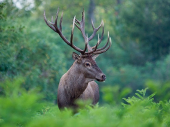 Благородный олень – жемчужина российской фауны вернется в ареал своего обитания в Борисоглебском округе